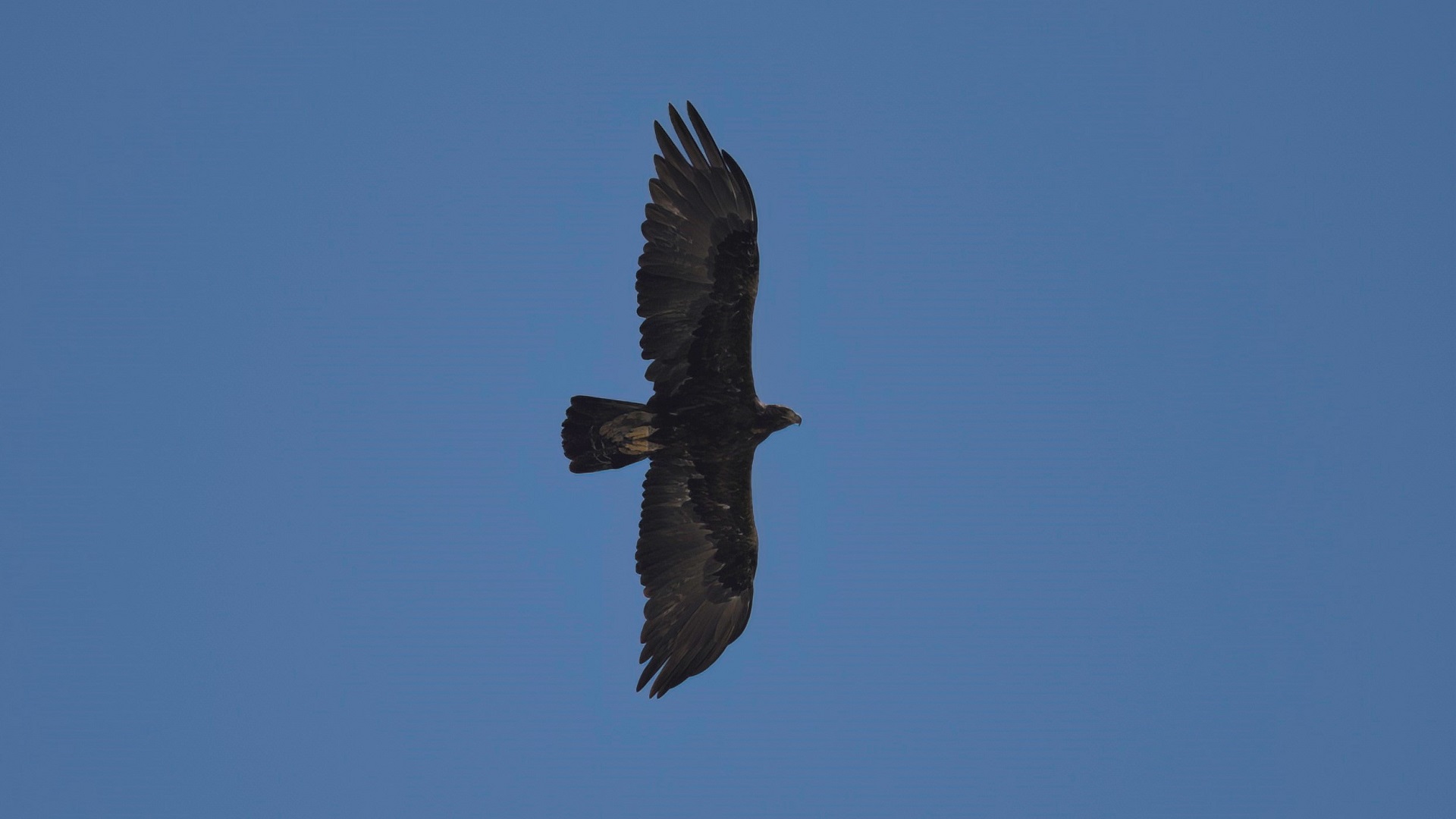 Golden Eagle